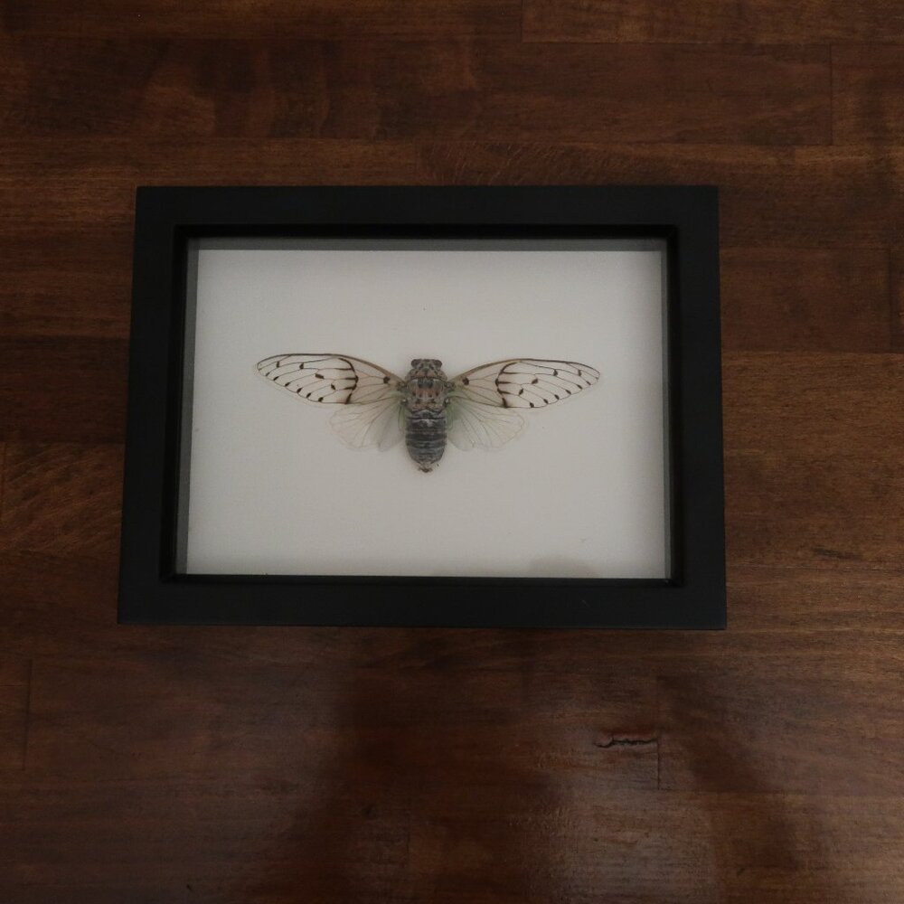 Locust Wall Art From "Loved to Death" San Francisco